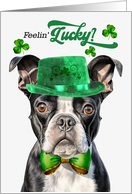 St Patrick’s Day Boston Terrier Dog Feelin’ Lucky Clovers card