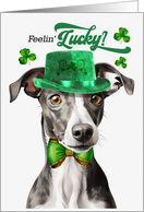 St Patrick’s Day Greyhound Dog Feelin’ Lucky Clovers card