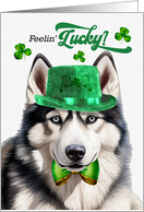 St Patrick’s Day Husky Dog Feelin’ Lucky Clovers card