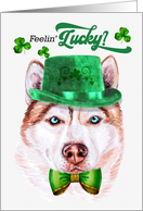 St Patrick’s Day Red Husky Dog Feelin’ Lucky Clovers card