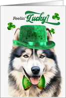 St Patrick’s Day Malamute Dog Feelin’ Lucky Clovers card