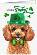 St Patrick’s Day Toy Poodle Dog Feelin’ Lucky Clovers card