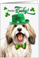 St Patrick’s Day Tibetan Terrier Dog Feelin’ Lucky Clovers card