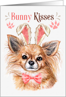 Easter Bunny Kisses Longhaired Chihuahua Dog in Bunny Ears card