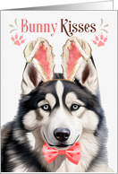 Easter Bunny Kisses Husky Dog in Bunny Ears card