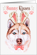 Easter Bunny Kisses Red Husky Dog in Bunny Ears card