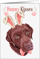 Easter Bunny Kisses Chocolate Labrador Retriever Dog in Bunny Ears card