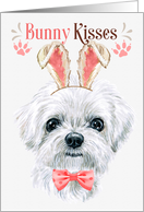 Easter Bunny Kisses Maltese Dog in Bunny Ears card