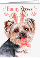 Easter Bunny Kisses Toy Yorkshire Terrier Dog in Bunny Ears card