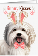 Easter Bunny Kisses Coton de Tulear Dog in Bunny Ears card