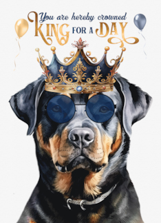 Birthday Rottweiler...