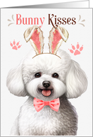 Easter Bunny Kisses Bichon Frise Dog in Bunny Ears card