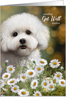 Get Well Bichon Frise Dog Daisies and Bokeh Background card