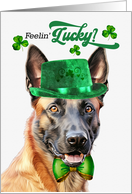 St Patrick’s Day Belgian Malinois Dog Feelin’ Lucky Clovers card