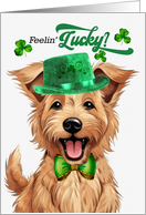St Patrick’s Day Berger Picard Dog Feelin’ Lucky Clovers card