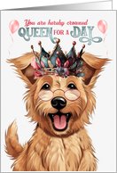 Birthday Berger Picard Dog Funny Queen for a Day card