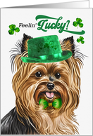 St Patrick’s Day Biewer Terrier Dog Feelin’ Lucky Clovers card