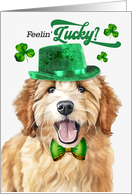 St Patrick’s Day Goldendoodle Dog Feelin’ Lucky Clovers card