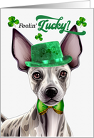 St Patrick’s Day Hairless Terrier Dog Feelin’ Lucky Clovers card