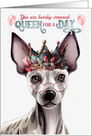 Birthday Hairless Terrier Dog Funny Queen for a Day card