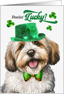 St Patrick’s Day Havanese Dog Feelin’ Lucky Clovers card