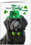 St Patrick’s Day Black Labradoodle Dog Feelin’ Lucky Clovers card