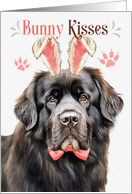 Easter Bunny Kisses Newfoundland Dog in Bunny Ears card