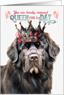 Birthday Newfoundland Dog Funny Queen for a Day card