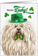 St Patrick’s Day Puli Dog Feelin’ Lucky Clovers card