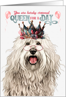 Birthday Puli Dog Funny Queen for a Day card
