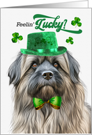 St Patrick’s Day Pyrenean Shepherd Feelin’ Lucky Clovers card