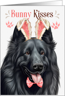 Easter Bunny Kisses Belgian Sheepdog in Bunny Ears card