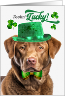 St Patrick’s Day Chesapeake Bay Retriever Dog Feelin’ Lucky Clovers card