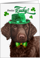 St Patrick’s Day Curly Coated Retriever Dog Feelin’ Lucky Clovers card