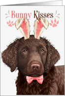 Easter Bunny Kisses Curly Coated Retreiver Dog in Bunny Ears card
