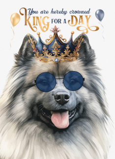 Birthday Keeshond...