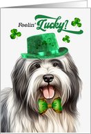 St Patrick’s Day Lowchen Dog Feelin’ Lucky Clovers card