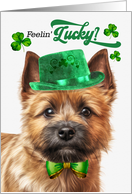 St Patrick’s Day Norwich Terrier Dog Feelin’ Lucky Clovers card