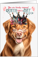 Birthday Duck Tolling Retriever Dog Funny Queen for a Day card