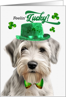 St Patrick’s Day Sealyham Terrier Dog Feelin’ Lucky Clovers card