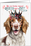 Birthday Welsh Springer Spaniel Dog Funny Queen for a Day card