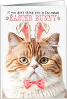 Orange Tabby British Shorthair Cat Cutest Easter Bunny Funny card