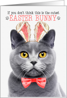 Chartreux Gray Cat Cutest Easter Bunny Funny with Feline Puns card