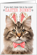 Fluffy Tri Color Tabby Cat Cutest Easter Bunny Funny Kitty Puns card