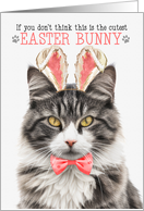 Long Hair Domestic Gray Cat Cutest Easter Bunny Funny Kitty Puns card