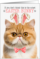 Orange Exotic Shorthair Cat Cutest Easter Bunny Funny Kitty Puns card