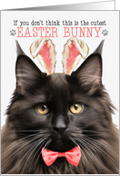 Brown Black Maine Coon Cat Cutest Easter Bunny Funny Kitty Puns card