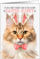 Cream Apricot Norwegian Forest Cat Cutest Easter Bunny Kitty Puns card