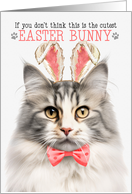 Mackerel Norwegian Forest Cat Cutest Easter Bunny Kitty Puns card