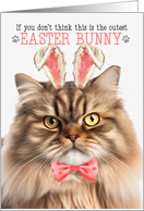 Tricolor Persian Cat Cutest Easter Bunny Kitty Puns card